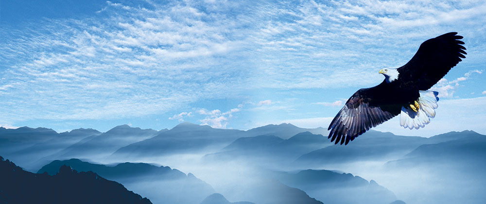 推進“雛鷹”、“飛鷹”、“精鷹”、“雄鷹”人才培養(yǎng)計劃！